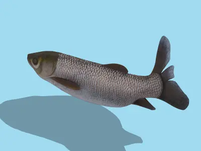 Grass carp Low-poly 3D model
