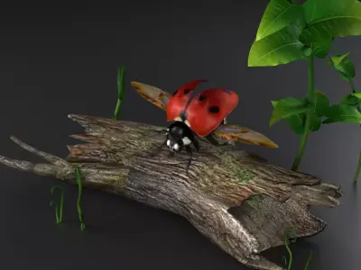 NSECTS ladybugs lady flowers beetles 3D model