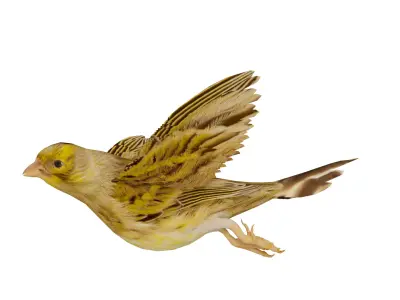 Canary Bird Low-poly 3D model