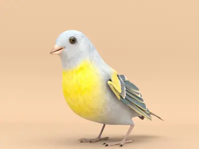 3D Bird Pack Lawrence Finch Male and Female Low-poly 3D model  Low-poly 3D model