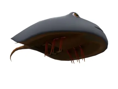 Horseshoe Crab Animated  Low-poly 3D model