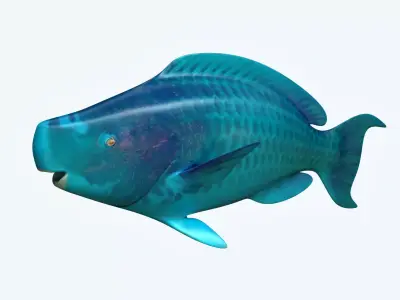 Parrotfish parrot fish 3D model