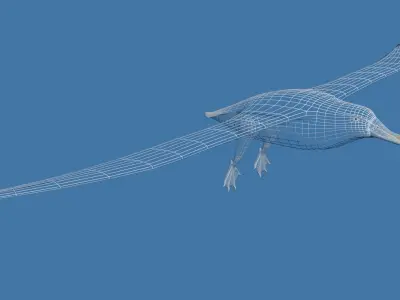 Albatross seagull Low-poly 3D model