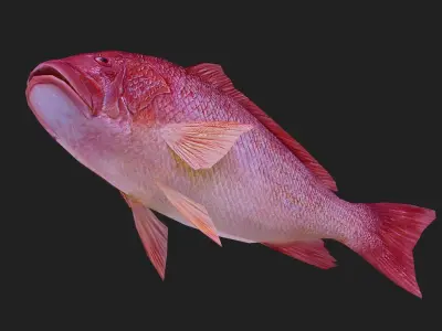 Snapper Low-poly 3D model