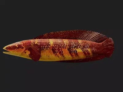 Snakehead Low-poly 3D model