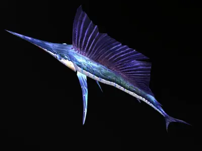 animated sailfish billfish Low-poly 3D model
