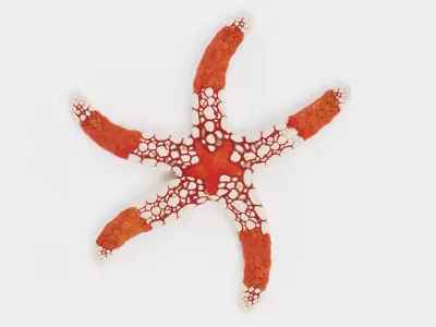 -Necklace Starfish V2 Rigged- 3D model