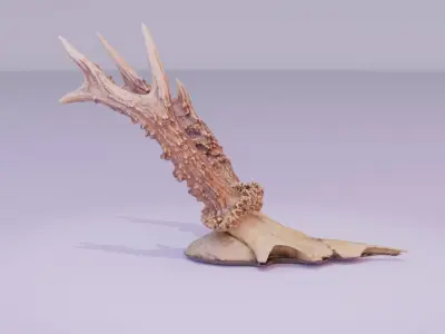 Deer skull with horns high-poly 3D model