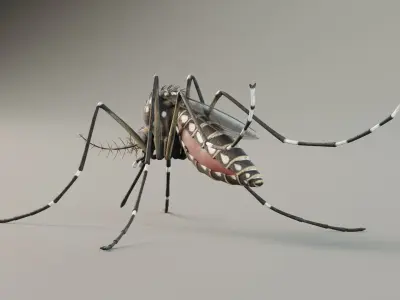 Mosquito aedes aegypti 3D model