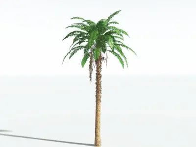 EVERYPlant African Oil Palm 1 --16 Models-- 3D model