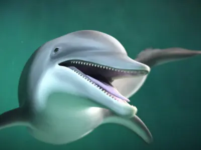Bottlenose Dolphin 3D Model Version 2 00 Free low-poly 3D model