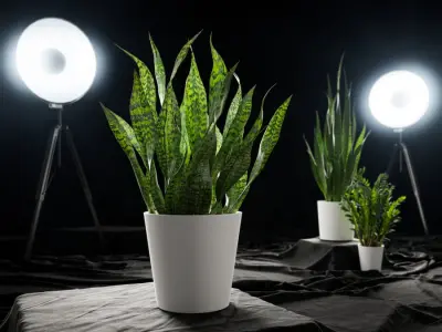  Short Snake Plant Potted Plant Model 