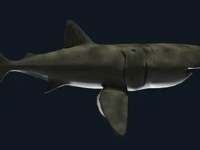 Basking Shark 3D model