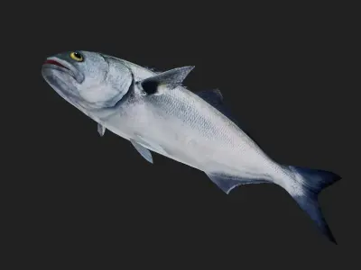 Bluefish Low-poly 3D model