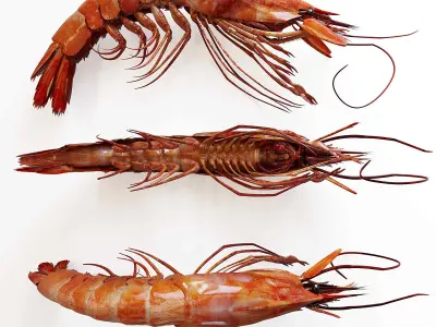 shrimp dish Low-poly 3D model