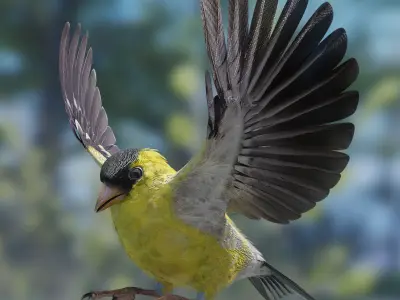 GoldFinch - BLENDER Low-poly 3D model