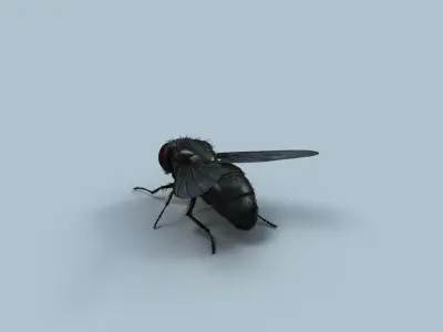 Cyclorrhapha fly rig 3D model