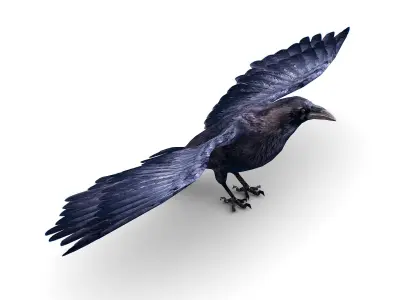 Low Poly Black Raven Wild Bird Crow Low-poly 3D model