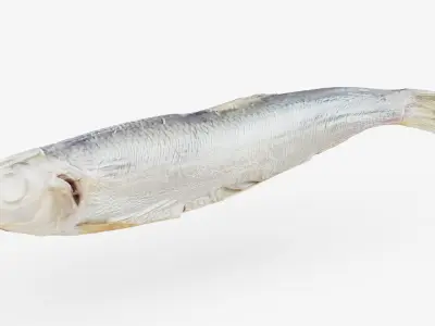 Atlantic herring 3d scan 3D model