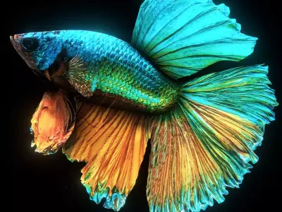 BETTA SPLENDENS Low-poly 3D model