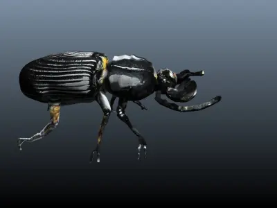 black beetle 3D model