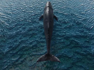 Humpback Whale Animated 3D model purchase