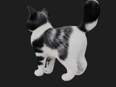 Black and white cat 3D model