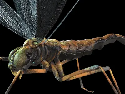 MosquitoVampire flying insect Low-poly 3D model