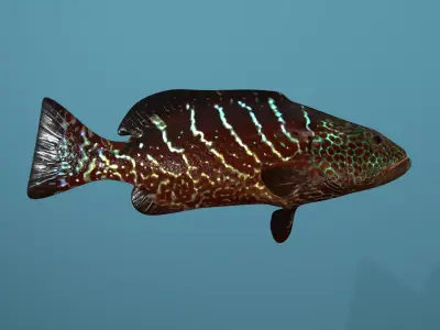 Tiger Grouper Low-poly 3D model