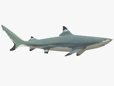 Blacktip Reef Shark Low-poly 3D model