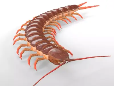 Centipede Insect Low-poly 3D model