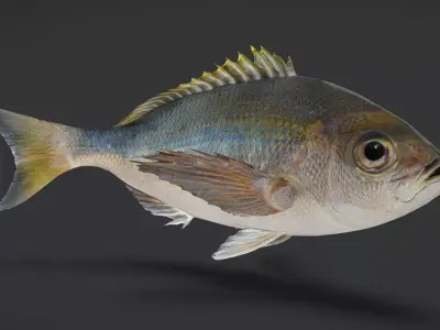 Realistic Snapper Animated 3D model