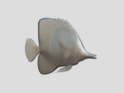 Chelmon rostratus Low-poly 3D model