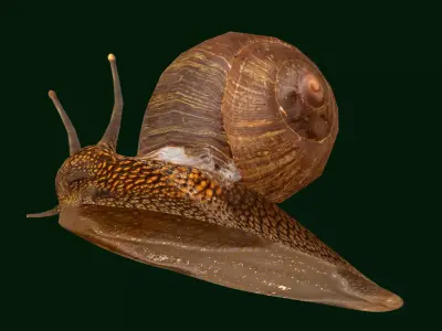 Swinhoe Giant Snail Gastropod Low-poly 3D model