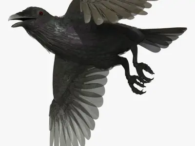 CROW - CORVUS - rigged - animated - Standard - PBR - VRAY  Low-poly 3D model