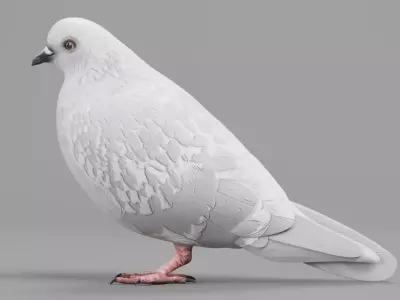 Realistic Dove - White Pigeon Low-poly 3D model