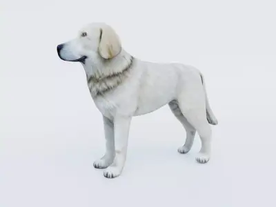 Dog Animal Free 3D model