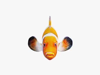 Clownfish Free 3D model