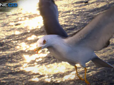 Animated Seagull Low-poly 3D model