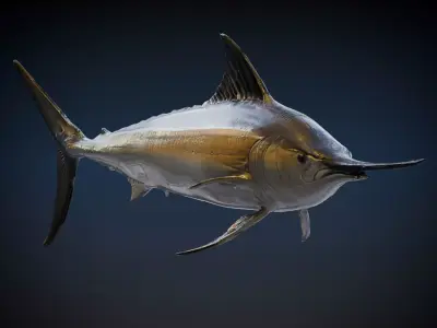 Black marlin 3D model