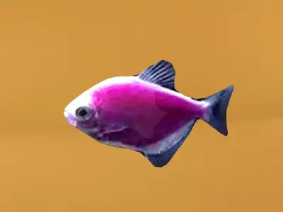 glofish rigged lowpoly Low-poly 3D model