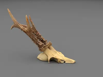 Deer skull with horns 01 high-poly 3D model