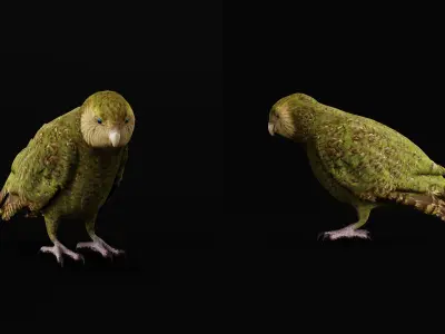 Kakapo Owl Parrot Bird Low-poly 3D model