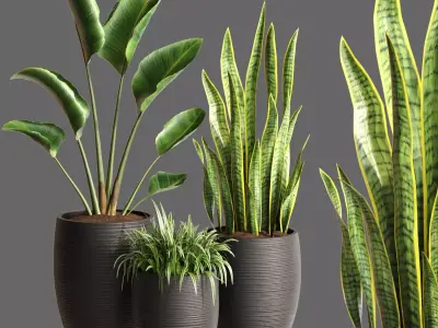 Plant Collection Rpm 05 3D model