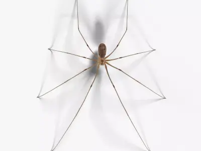 Spider Pholcus  Rigged VFX Grace 3D model