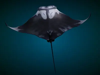 Manta Ray Animated 3D model