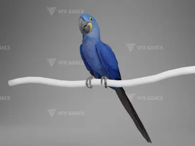 Hyacinth Macaw Character Animation - Blender 3D model