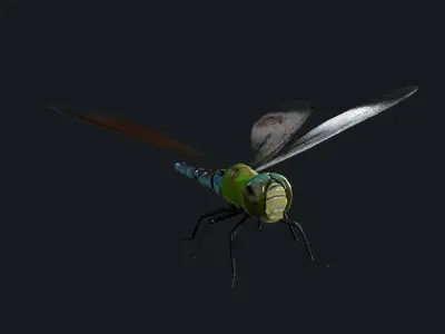Dragonfly Anisoptera Low poly PBR Low-poly 3D model