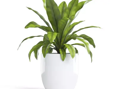 Birds Nest Fern Plant 3D model