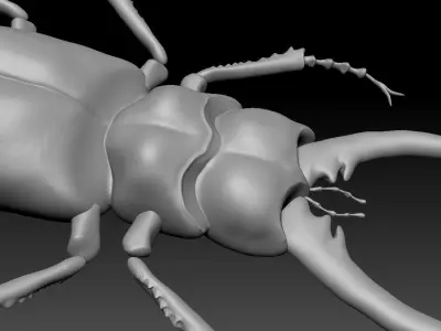 Beetle 3D model